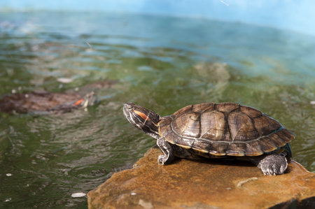 River turtle is basking in the sun next to the waterの写真素材
