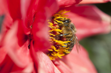A bee collects nectar on a red flower close up