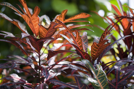Croton (Codiaeum) on a green background in the Botanical Garden