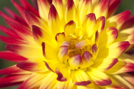 Background from flower petals on a sunny day close-upの写真素材