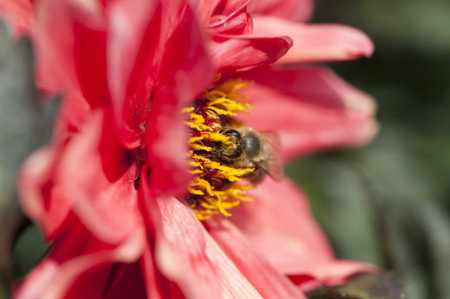 Bee on a blue flower in sunny summer day close-up