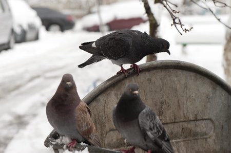 Pigeons in winter at the trash canの写真素材