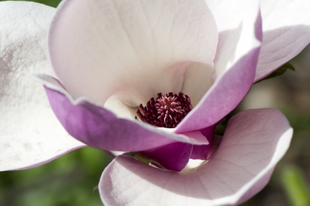 Separate large flowers magnolias in Spring Garden closeupの写真素材