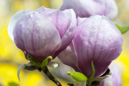 Separate large flowers magnolias in Spring Garden closeupの写真素材