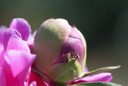 The Peony garden on a sunny summer day, close upの写真素材