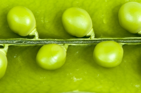 Green peas, legumes close up on a white backgroundの写真素材