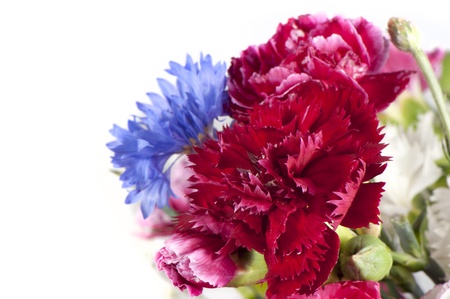 Red carnation blooms close upの写真素材