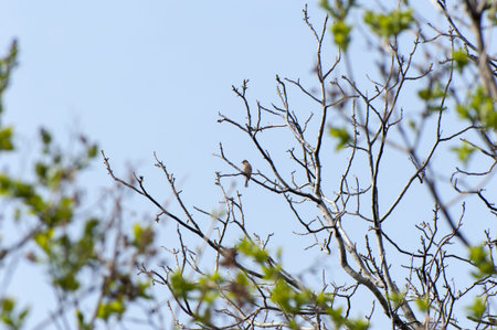 Little bird at the spring tree against the blue skyの写真素材