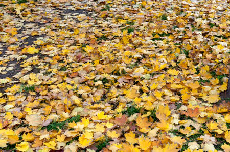 City park, scattered with fallen yellow leaves, autumnの写真素材