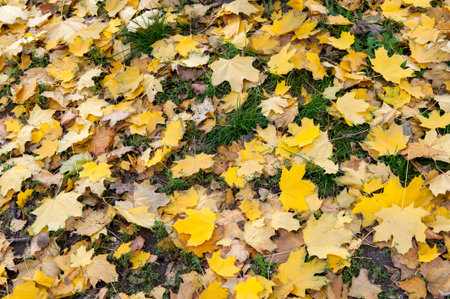 Fallen maple yellow autumn leaves in the city garden, background