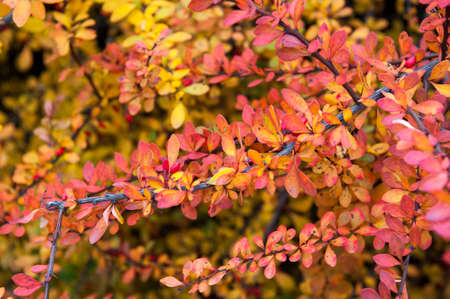 Colorful shrub with beautiful leaves in autumn in the Parkの写真素材