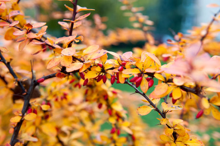 Colorful shrub with beautiful leaves in autumn in the Parkの写真素材