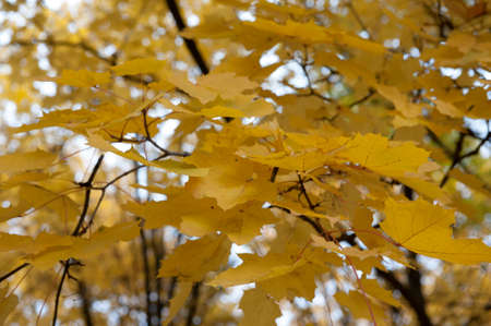 Colorful shrub with beautiful leaves in autumn in the Parkの写真素材