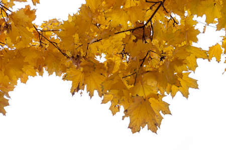 Yellow autumn maple leaves in the city garden, backgroundの写真素材