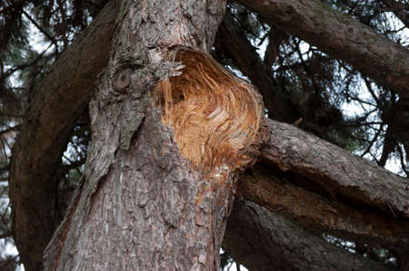 The old damaged after the storm pine trunk in the forestの写真素材