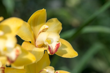 Yellow Orchid, flowering Bush close up