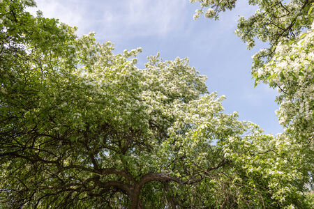 Pear blossoms in spring closeup bright sunny dayの写真素材