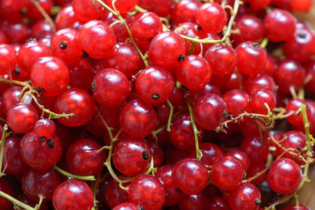 Red garden currant berry close up