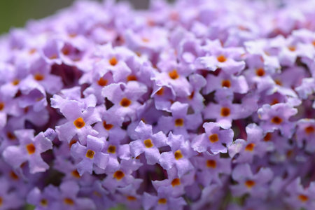 Bright pink summer garden flowers close up, flora backgrounds