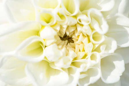 A bright white flower dahlia closeup, flora backgroundの写真素材