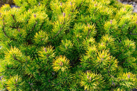 Floral background of coniferous trees in the sunny day, close upの写真素材