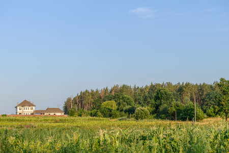 Rural summer landscape with pine forest on the horizon