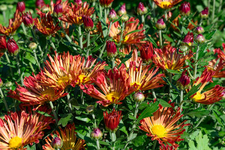 Bright red summer garden chrysanthemums close up, flora backgrounds