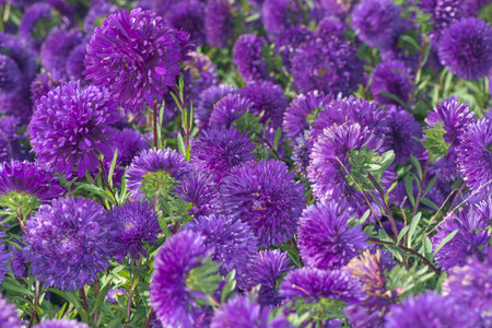 A bright purple flower asters closeup, flora background