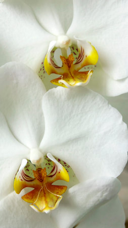White orchid flower close-up of a natural floral background