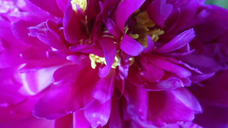 Red peony flower close-up of a natural floral backgroundの写真素材