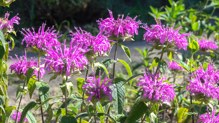 Vegetative background from blooming useful medicinal and decorative herbaceous plants in a summer sunny dayの写真素材