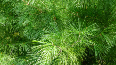 Floral background of coniferous trees in the sunny day, close up