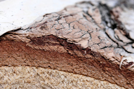 Wooden textural background from birch close-up macro shot