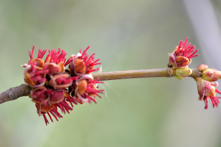 Female flowers of black alder deciduous trees of the birch family close-up macro photographyの写真素材