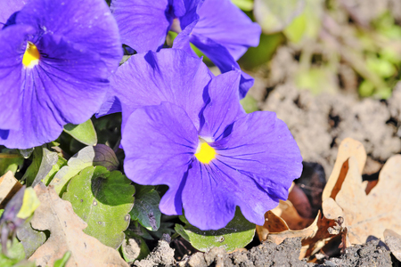 The first spring flowers of violets bloom on a bright spring day close-up macro photographyの写真素材