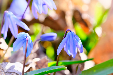 The first spring flowers snowdrops bloom bright spring day close-up macro photographyの写真素材