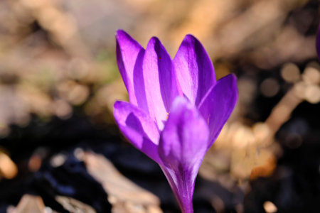 The first spring flowers snowdrops bloom bright spring day close-up macro photography