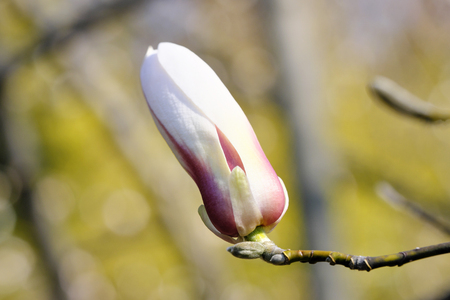 Magnolia blooms on a bright spring day in the botanical garden, flower budsの写真素材