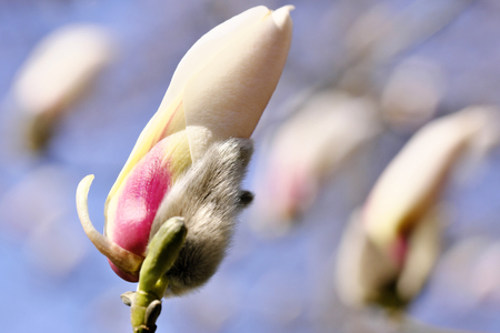 Magnolia blooms on a bright spring day in the botanical garden, flower budsの写真素材