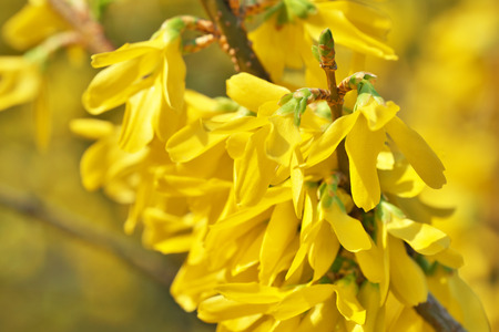 Yellow flowers on a bush close-up are blooming on a bright sunny spring dayの写真素材