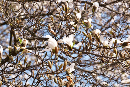 White magnolia flowers closeup bloom bright sunny spring dayの写真素材