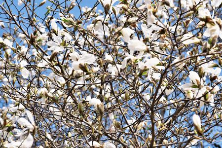 White magnolia flowers closeup bloom bright sunny spring dayの写真素材