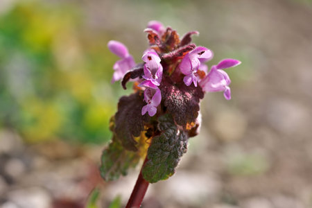 Close-up of small spring wildflowers blooming on a bright sunny spring day macro photography