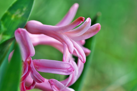 Close-up of small spring wildflowers blooming on a bright sunny spring day macro photographyの写真素材