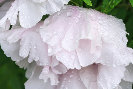 Peony blooms in drops of spring rain close-up macro photographyの写真素材
