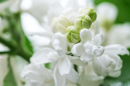 White lilac blooms in drops of spring rain close-up macro photographyの写真素材
