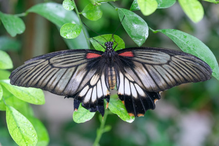 Beautiful butterfly with spread wings sits on a green leaf in summer close-up macro photography