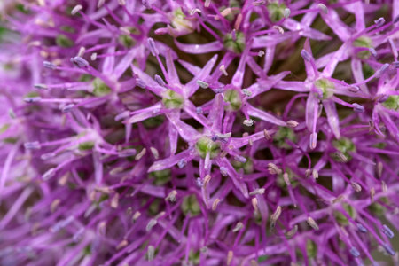 Close-up of small spring wildflowers blooming on a bright sunny spring day macro photography