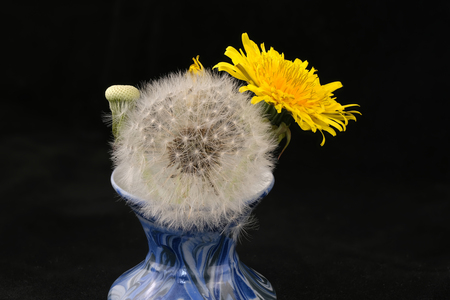 Lyrical flower arrangement with dandelion flowers in different stages of genesis on a black background macro photographyの写真素材