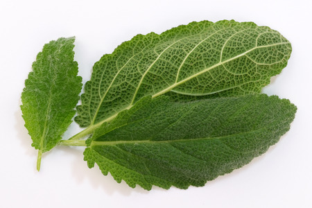 Leaves of spicy sage plant medicinal on a white background close-up macro photographyの写真素材